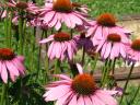 tn_gallery_51_26_557926.jpg