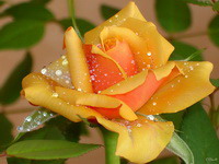 ������������� �����������