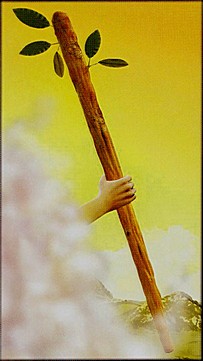 ������������� �����������