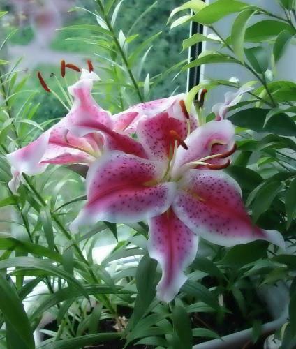 ������������� �����������