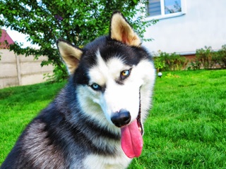 ������������� �����������