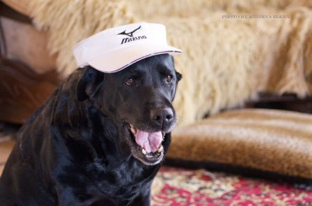 ������������� �����������