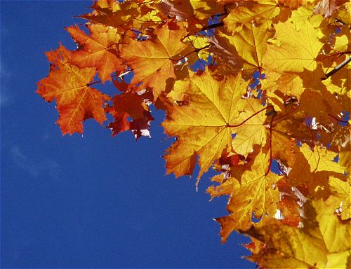 ������������� �����������