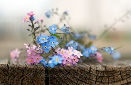 ������������� �����������