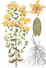 ������������� �����������