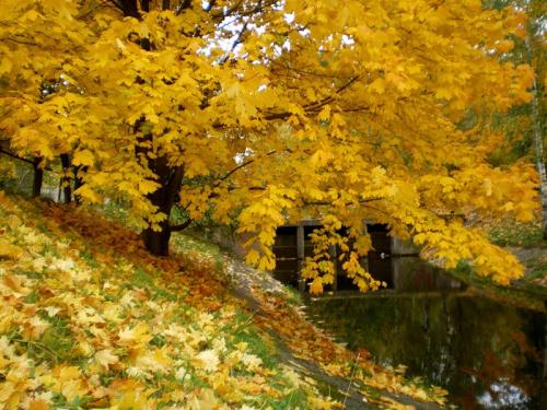 ������������� �����������